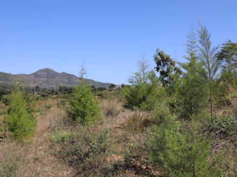 Gara Guyo watershed in Gadisa Kebele, Habru Woreda of Oromia region after rehabilitation. 