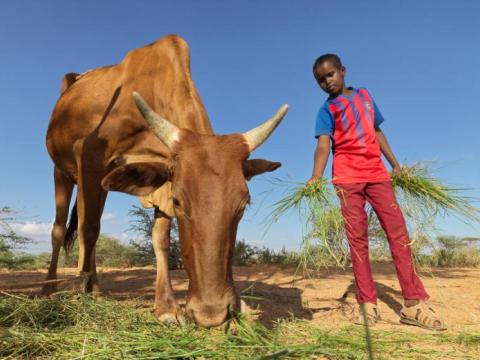 Ismael feeding the cow