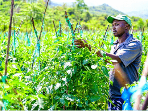 Ezekiel used to be a charcoal burner, but he has since become a passionate farmer and environmentalist after receiving training from World Vision on the Farmer Managed Natural Regeneration (FMNR) approach.