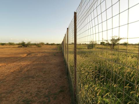 The FMNR site (Farmer Managed Natural Regeneration) in Beerato Village.