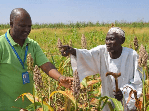 Farmer and staff in a sorghum farm