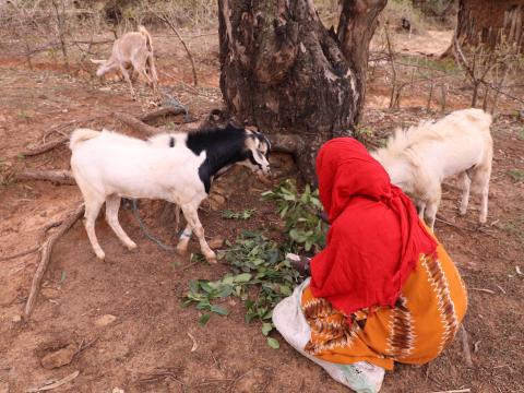 Jemela feeding her goats at her home