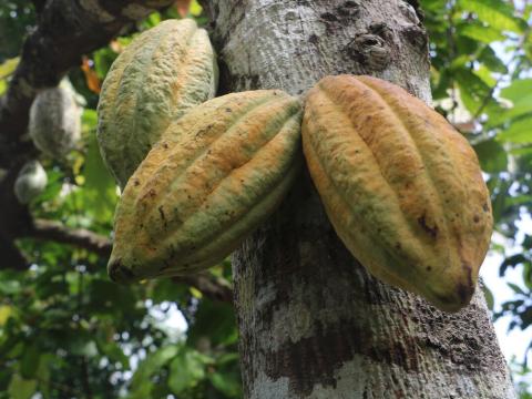 Harvesting Hope World Vision's Impact on Communities Through  ANCP-Funded Project