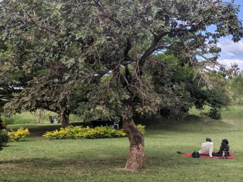A couple sitting under a tree
