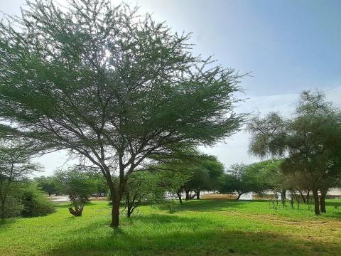 Nature in Mauritania - tree