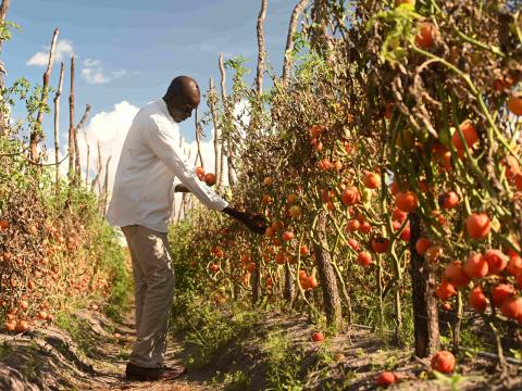 Tomatoes