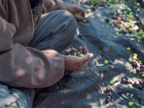 Olive harvest in the West Bank 