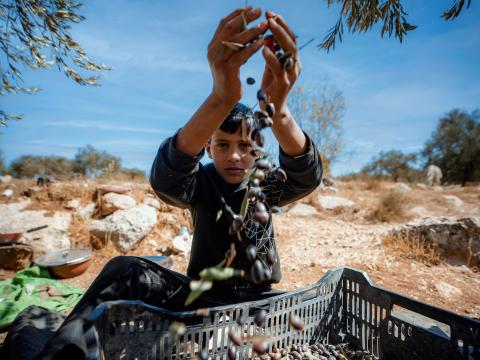 Palestinian child during the olive harvest
