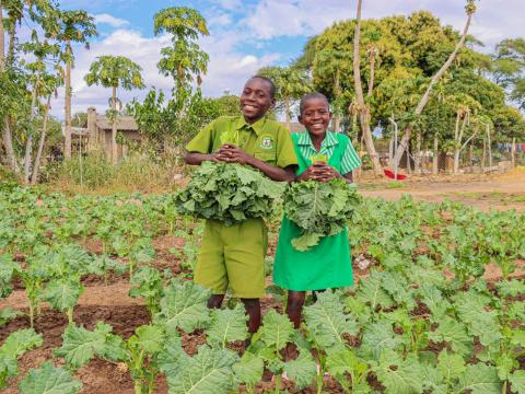 Members of the garden club harvesting tomatoes
