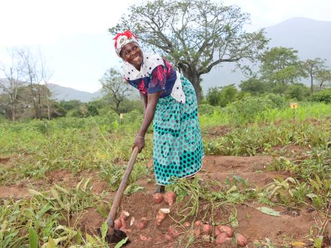 Maria Zita harvesting sweet potatoes in the field in Angola.