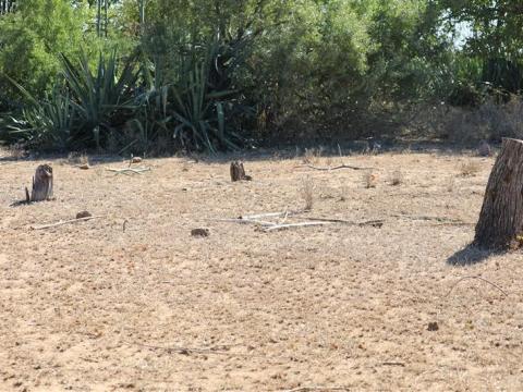 Reviving Hope in Mozambique through Regreening