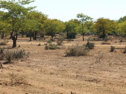 Regreening in Mozambique