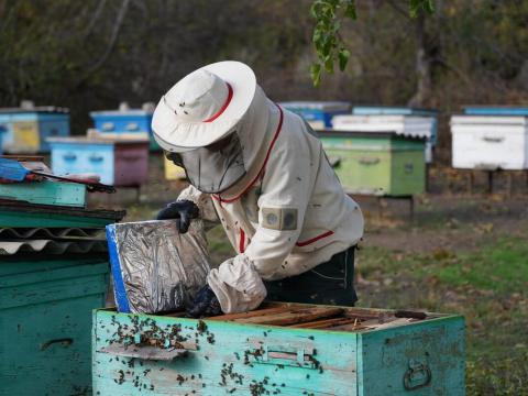 Dmytro working on a hive