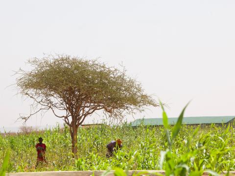 crops at Haadful farm