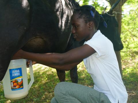 A single cow has transformed daily life for 11‑year‑old Djenie Flore