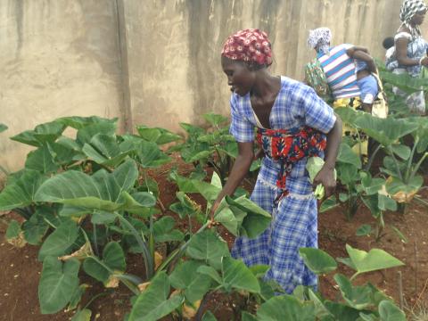 FEX Nutrition Sensitive Ghana Article