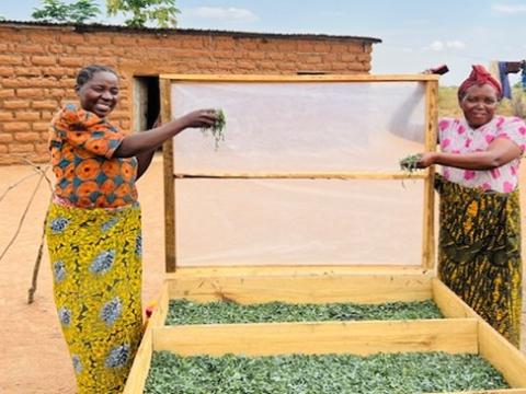 Pili showcasing the solar dryer innovation