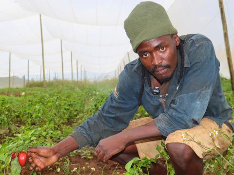 A man holding red bell pepper inside a garden. 