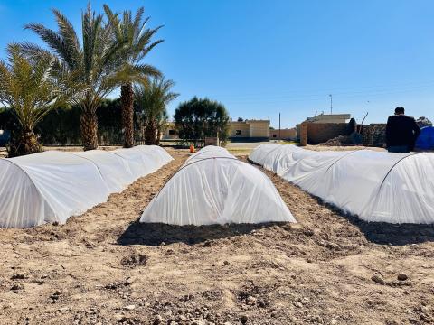 Photo of the Greenhouses supported