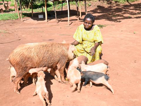 Mediatrice with her livestock
