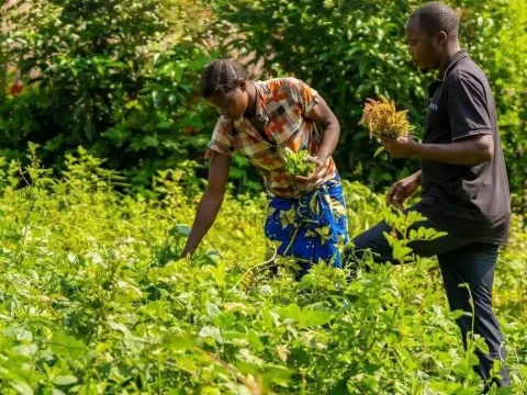 DRC Gender Nutrition