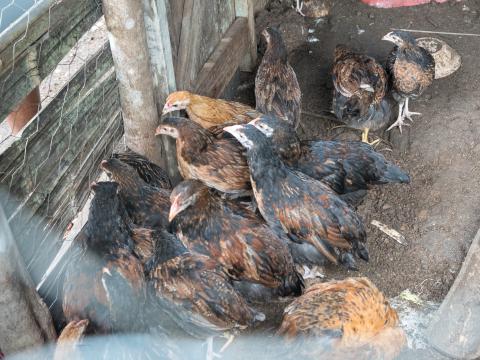 Chickens raised through the Mamalade youth-led poultry project in Malaita Province. 