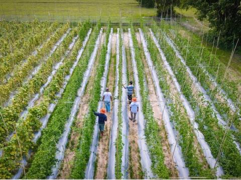 Climate Agriculture