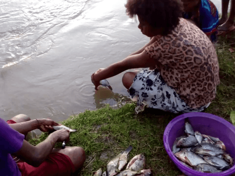 Children from Watebu village helping to clean fish for dinner. Children from these riverside communities often travel long distances by canoe to attend schools.