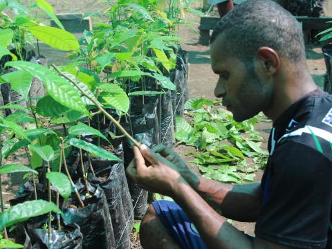 A budder at work in a nursery at Torokina, Autonomous Region of Bougainville