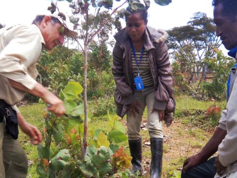 World Vision's Tony Rinaudo demonstrates trimming a eucalypt to World Vision's Cecundina Pereira (centre) and a local farmer in Aileu. Photo: World Vision