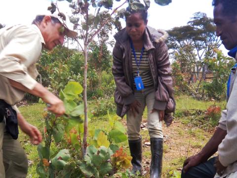 World Vision's Tony Rinaudo demonstrates trimming a eucalypt to World Vision's Cecundina Pereira (centre) and a local farmer in Aileu. Photo: World Vision World Vision's Tony Rinaudo demonstrates trimming a eucalypt to World Vision's Cecundina Pereira (centre) and a local farmer in Aileu. Photo: World Vision