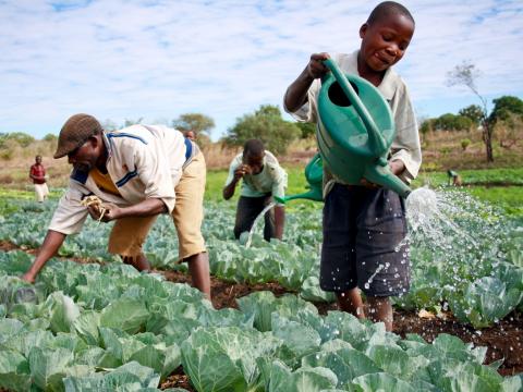 garden in Mozambique