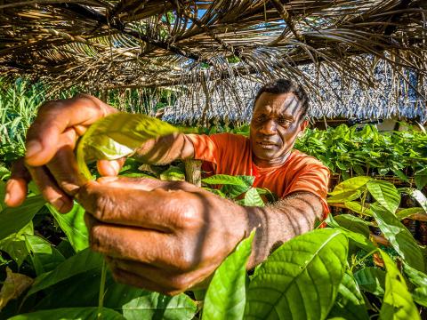 Moli, sponsored by World Vision, picks home grown cocoa beans for his delicious cholocate. 