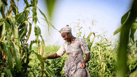 Senegal Livelihoods and Resilience Home Image