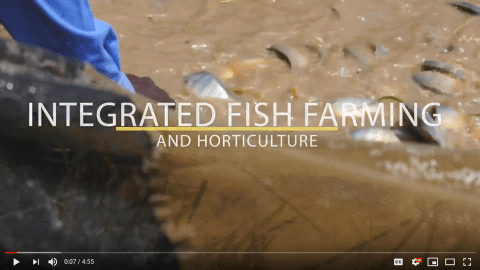 Integrated Fish Farming