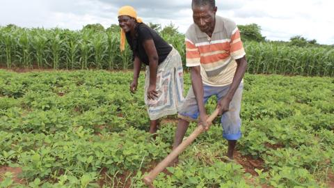 Ensuring Nutrition, Transforming & Empowering Rural Farmers & Promoting Resilience in Zimbabwe (ENTERPRIZE)