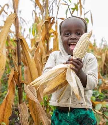 child holding corn in corn field