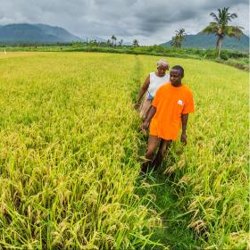 A man walks through a field