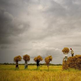 A group of men carry wheat in a field