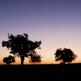 Silhouetted trees at sunset
