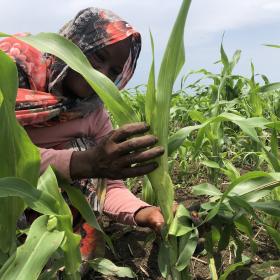 Aisha is one of the smallholder farmers that have received support through an EC funded project to grow high yielding sorghum