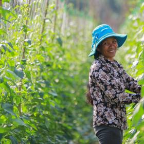 Khmer woman on her farm picks beans from rows of crops