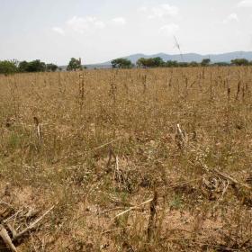 Dry crops in Angola from drought