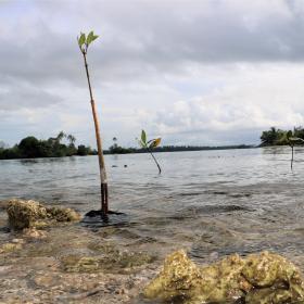Children plant Mangrove to protect community against Climate   (4)