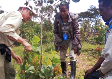 World Vision's Tony Rinaudo demonstrates trimming a eucalypt to World Vision's Cecundina Pereira (centre) and a local farmer in Aileu. Photo: World Vision World Vision's Tony Rinaudo demonstrates trimming a eucalypt to World Vision's Cecundina Pereira (centre) and a local farmer in Aileu. Photo: World Vision
