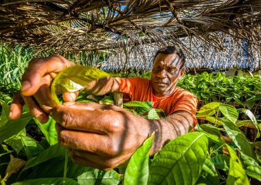 Moli, sponsored by World Vision, picks home grown cocoa beans for his delicious cholocate. Moli, sponsored by World Vision, picks home grown cocoa beans for his delicious cholocate.